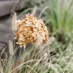 Kosa Spiew
