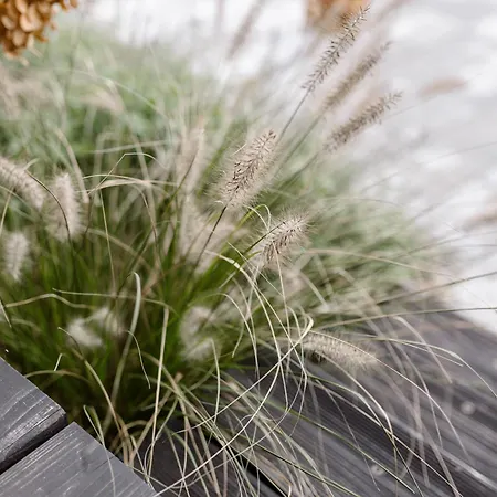 Apartament Kosa śpiew